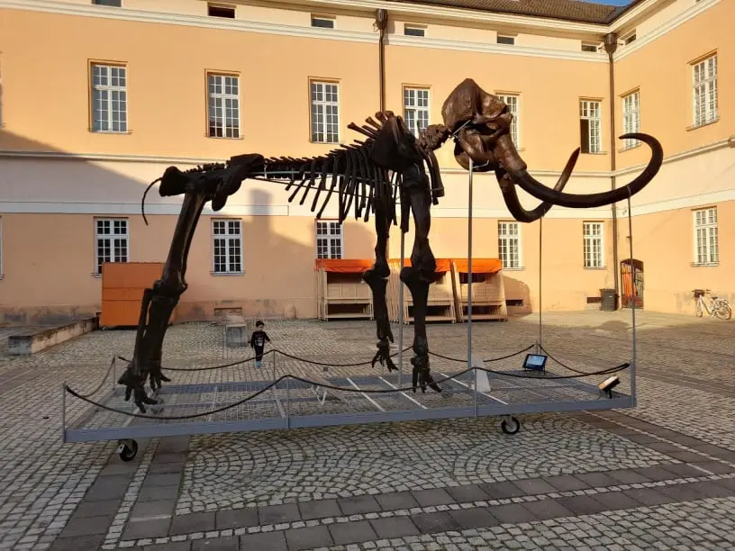 Mamut_Kika